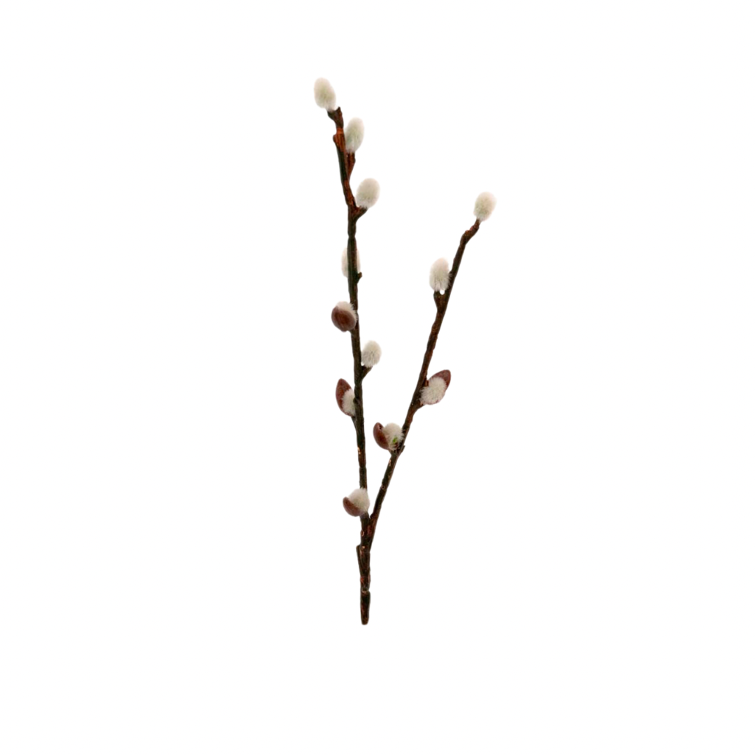 Vide snitt |Mr Plant